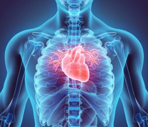 Digital image of a human heart